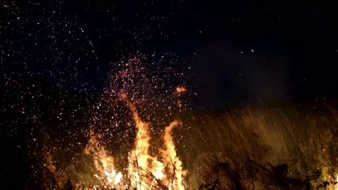 Slow Motion Bush Fire Stockbeeldmateriaal 160178337