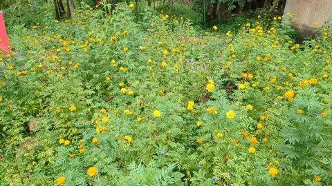 Slow motion Butterfly Dancing Stock Footage 258467113