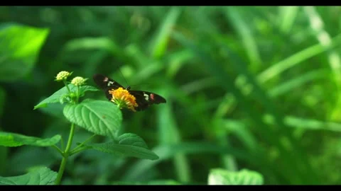 Slow motion butterfly expands its wings Video stock 297207876