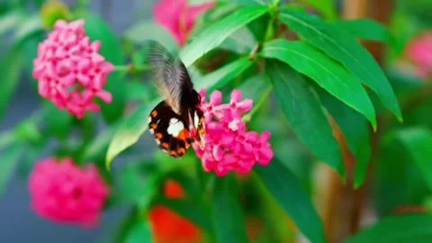 Slow motion of butterfly in the flowers garden Stock Footage 273169953