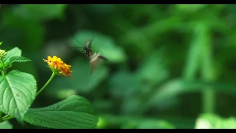 Slow motion of butterfly flying 4k Video stock 297207869