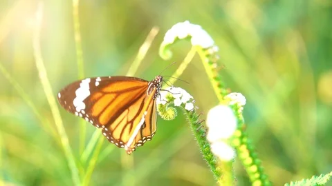 Slow motion butterfly flying catching flower. Butterfly is beautiful  Vidéo 87751235