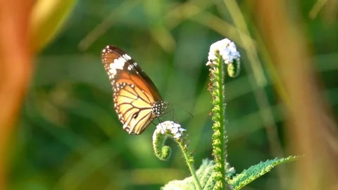 Slow motion butterfly flying catching flower. Butterfly is beautiful  스톡 동영상 87752086