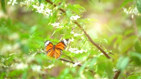 Slow motion butterfly flying catching flower. Butterfly is beautiful  Vidéo 87913413