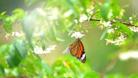 Slow motion butterfly flying catching flower. Butterfly is beautiful  Stock Footage