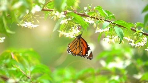 Slow motion butterfly flying catching flower. Butterfly is beautiful  Stock Footage