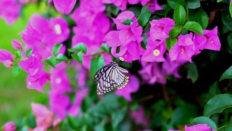 Slow motion butterfly flying catching purple flower on morning.  Video stock 98433689