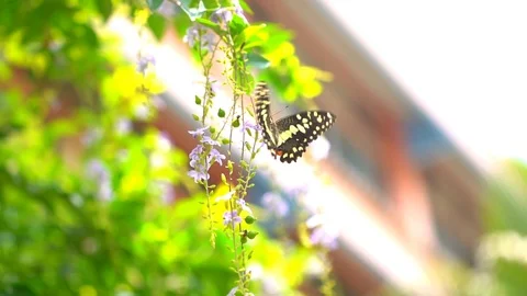 Slow motion butterfly flying on flower and green tree in beautiful nature 库存影片 111490229