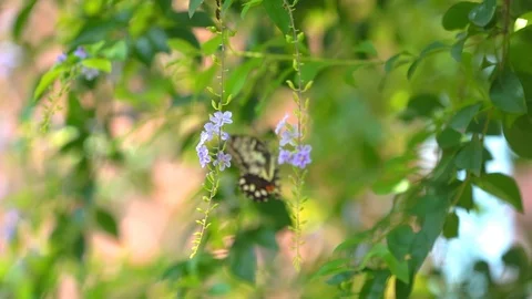 Slow motion butterfly flying on flower and green tree in beautiful nature Stock-Footage 111490381
