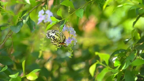 Slow motion butterfly flying on flower and green tree in beautiful nature 動画素材 111490892