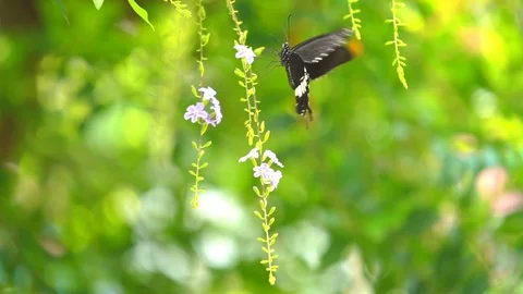 Slow motion butterfly flying on flower and green tree in beautiful nature Video stock 111492135