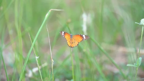 Slow motion butterfly flying on flower, orange beautiful butterfly insect  Vídeo Stock 112351218