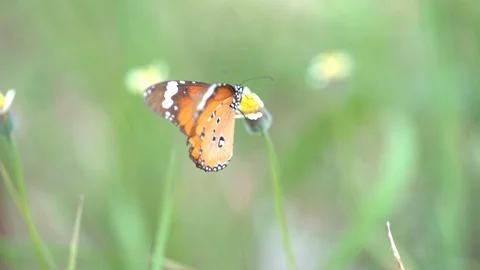 Slow motion butterfly flying on flower, orange beautiful butterfly insect  Video stock 112351583