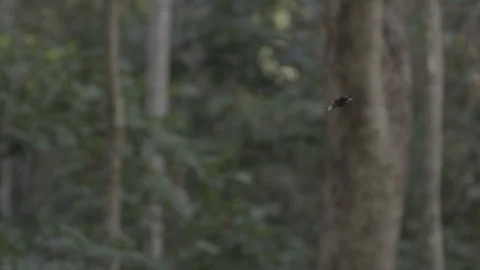 Slow motion butterfly flying in forest Vídeos de archivo 113372144
