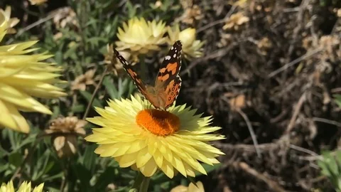 Slow motion of butterfly Stock Footage 91553638