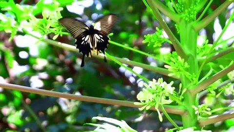 Slow motion butterfly Stock Footage 291373441