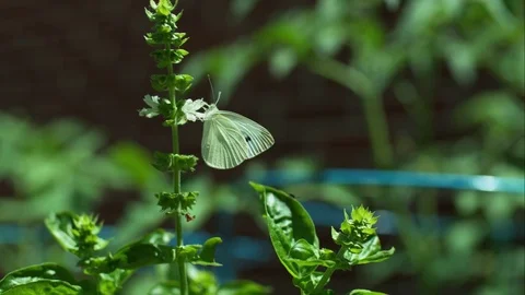 Slow motion butterfly or moth Stock Footage 79595800