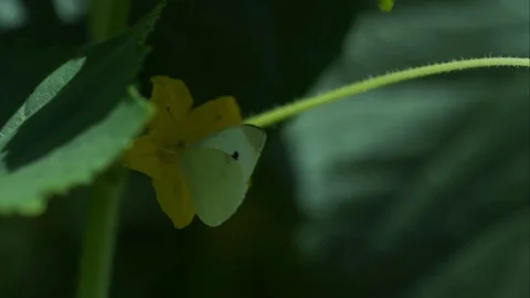 Slow motion butterfly or moth Stock Footage 79596146