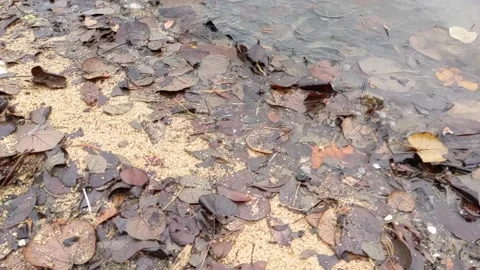 Slow motion of a butterfly on a polluted beach Stock Footage 143943707