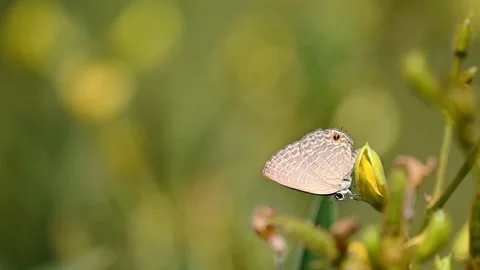 Slow motion butterfly sipping nectar in garden 스톡 동영상 328802433