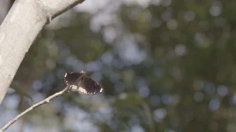 Slow motion butterfly taking flight from branch Vídeos de archivo 112231332
