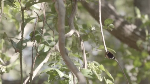 Slow motion butterfly taking flight Vídeos de archivo 112231345