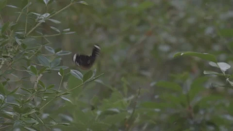 Slow motion butterfly taking flight Vídeos de archivo 112231421