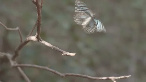 Slow motion butterfly taking flight Vídeos de archivo 112231426