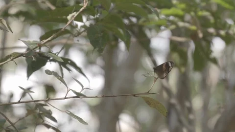 Slow motion butterfly taking flight Vídeos de archivo 112231537