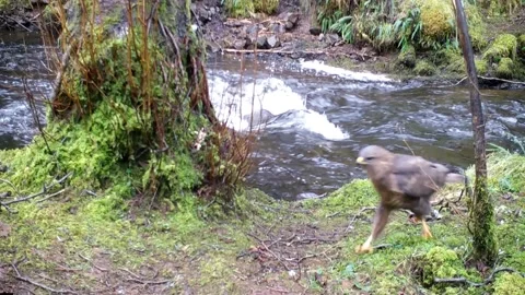 Slow Motion Buzzard Running Past Camera | Wild Bird of Prey Close-Up Clip Stock-Footage 182585937