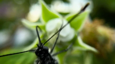 Slow motion cabbage butterfly macro. smooth hitting the camera on a butterfly Stock Footage 98826708