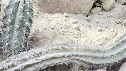 Slow Motion Cactus Cluster Desert Rock 4K HDR Stock Footage 333626953