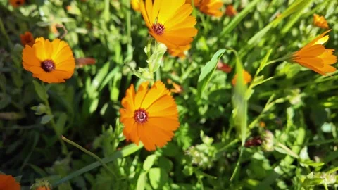 Slow Motion Calendula Officinalis Macro Golden Hour Healing Plant Morocco Stock Footage 328642495