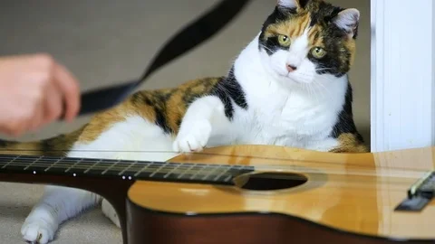 Slow motion of calico cat sitting by guitar, playing black string toy, smelling, Stock Footage 97703230