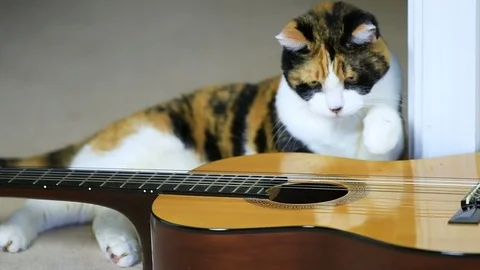 Slow motion of calico cat sitting by guitar, playing strings, one paw, smelling, Vidéo 97703231