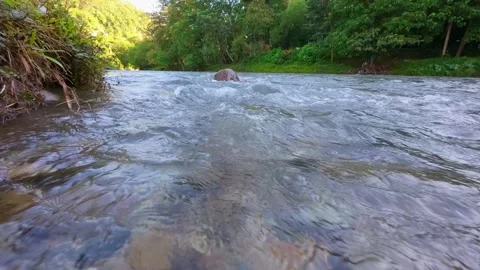 Slow Motion of Calm River Flowing Through Lush Forest Video stock 312058546