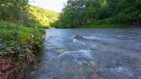 Slow Motion of Calm River Flowing Through Lush Forest Stock Footage 312058661