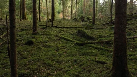 Slow motion cam movement in mossy woodland Video stock 341156312