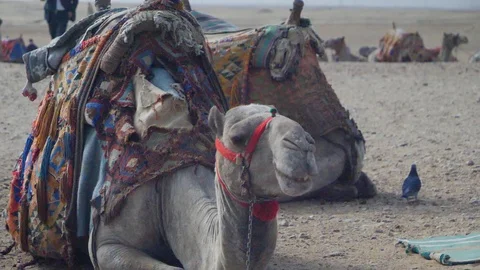 Slow Motion of a camel sitting down, chewing in Egypt Video stock 105820932