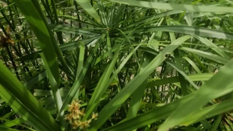 Slow motion camera among green leaves in tropical forest Stock Footage 323044752