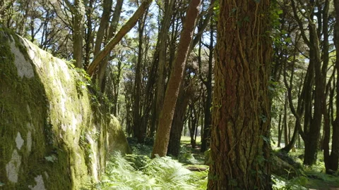 Slow motion camera in dense forest on the sunset. Presence effect. Stock Footage 276420227