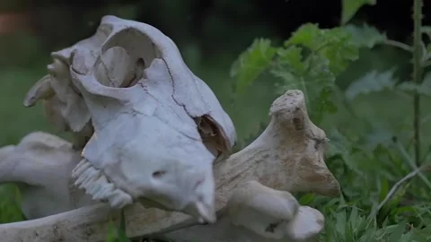 Slow motion camera movement of animal bones and skull at macabre crime scene Stock Footage 255685724