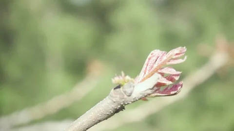 Slow motion camera movement on a branch with young leaves Video stock 88251419
