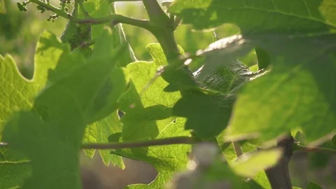 Slow motion camera movement up the young vine Stock Footage 90168939