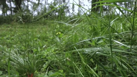 Slow motion camera moves after the butterfly Stock Footage 81988025