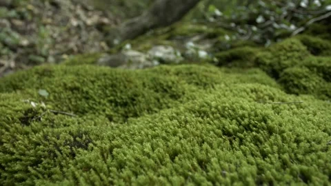 Slow motion camera moves over green moss in the forest Stock Footage 274639874