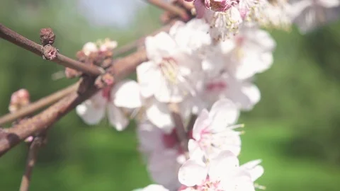 Slow motion the camera is moving along a flowering tree branch Stock Footage 88401015