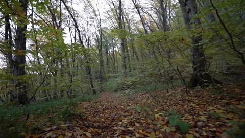 Slow Motion Camera Moving Through Autumn Forest Trees Video stock 318893739