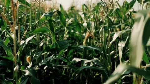Slow-motion camera passage between rows of corn on a field in the rays of the Video stock 116797136