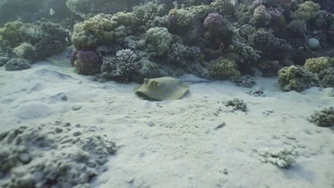 Slow motion, Camera slowly approaches the stingray lying on the sand next to the Stock Footage 243987648